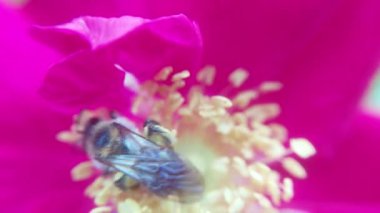 Arı bal için çiçeklerden polen toplar.