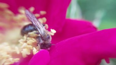 Arı bal için çiçeklerden polen toplar.