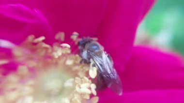 Arı bal için çiçeklerden polen toplar.