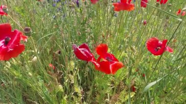 Çiçekler yazın bahçede açar.