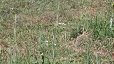 Çiçekler yazın bahçede açar.