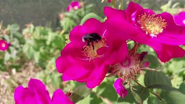 Bin Samlar Pollen Från Blommor För Honung — Stockvideo
