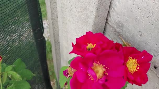 Arı Bal Için Çiçeklerden Polen Toplar — Stok video