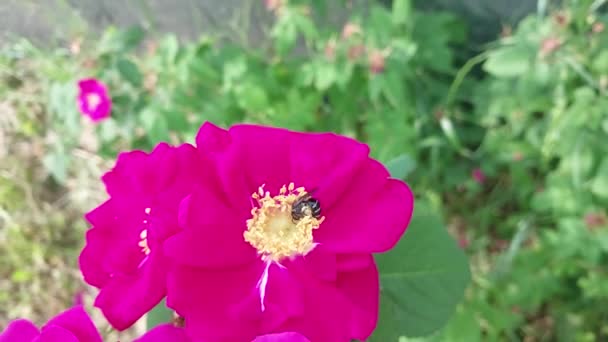 Abeille Recueille Pollen Des Fleurs Pour Miel — Video
