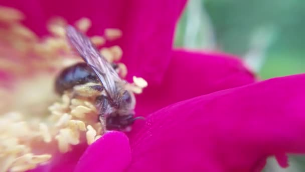 ミツバチは蜜のために花から花粉を集める — ストック動画