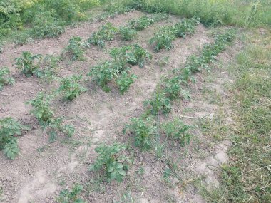 Köyde yazın bahçede taze sebzeler yetiştirirdim.