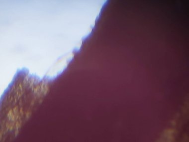 Böcek dokusunun mikroskobik fotoğrafçılığı