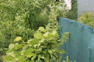 Köyün bahçesinde ekilen ve büyüyen genç ağaçlar.