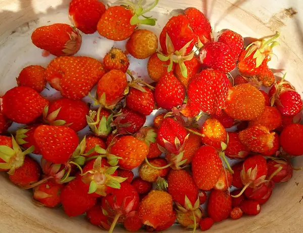 草莓在村子里的花园里成熟了 — 图库照片