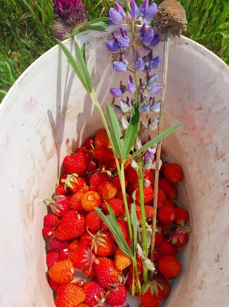 草莓在村子里的花园里成熟了 — 图库照片