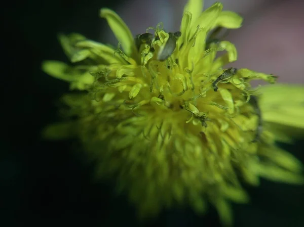 Blommor Växte Sommaren Trädgården — Stockfoto