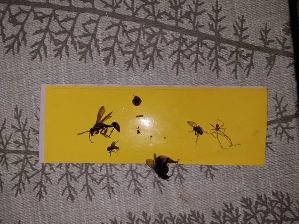Los Insectos Secos Yacen Una Placa Amarilla — Foto de Stock