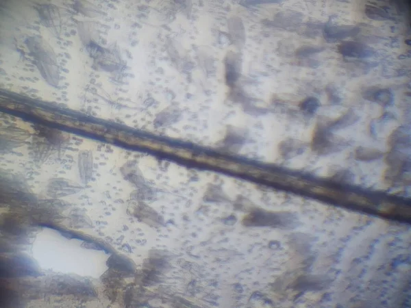 昆虫組織の顕微鏡写真 — ストック写真