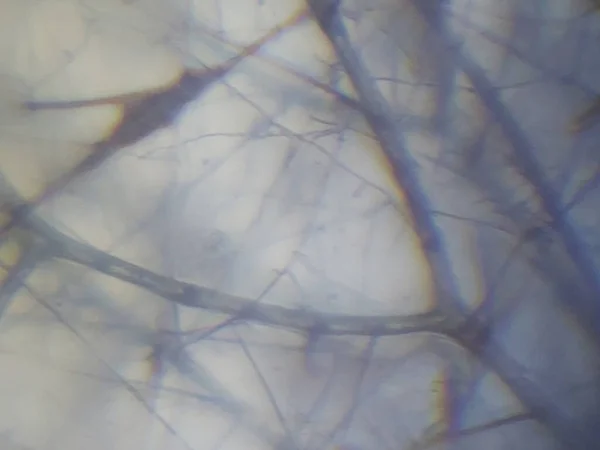Fotografia Microscópica Tecido Inseto — Fotografia de Stock