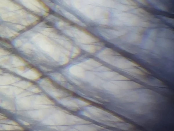 Fotografia Microscópica Tecido Inseto — Fotografia de Stock