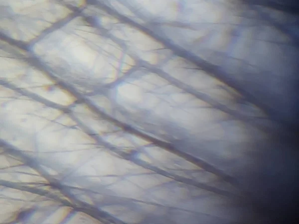조직의 현미경 — 스톡 사진