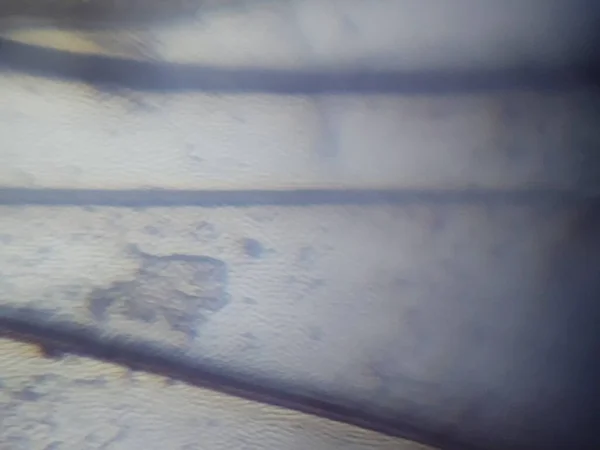Мікроскопічна Фотографія Тканини Комахи — стокове фото