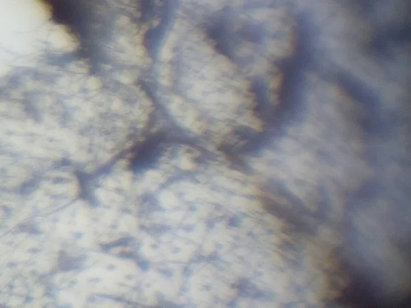 Mikroskopische Aufnahme Des Insektengewebes — Stockfoto
