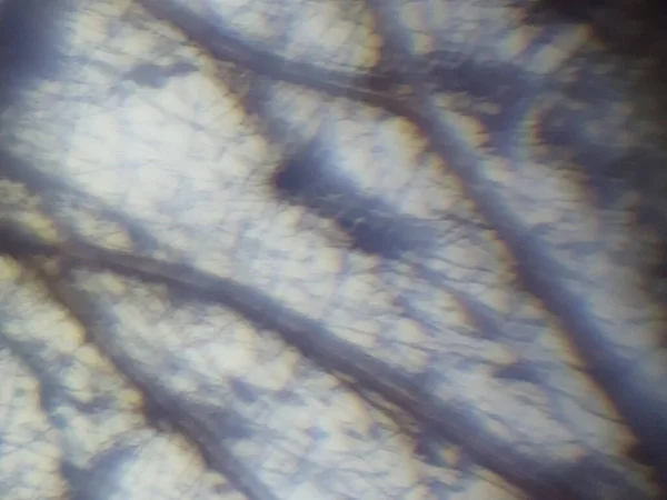 Rovarszövet Mikroszkópos Fotózása — Stock Fotó