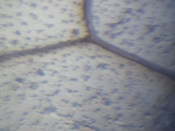 Mikroskopische Aufnahme Des Insektengewebes — Stockfoto