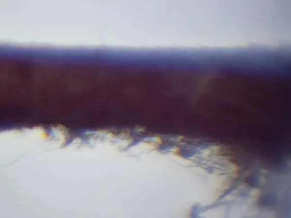 Böcek Dokusunun Mikroskobik Fotoğrafçılığı — Stok fotoğraf