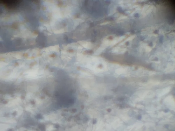 Мікроскопічна Фотографія Тканини Комахи — стокове фото