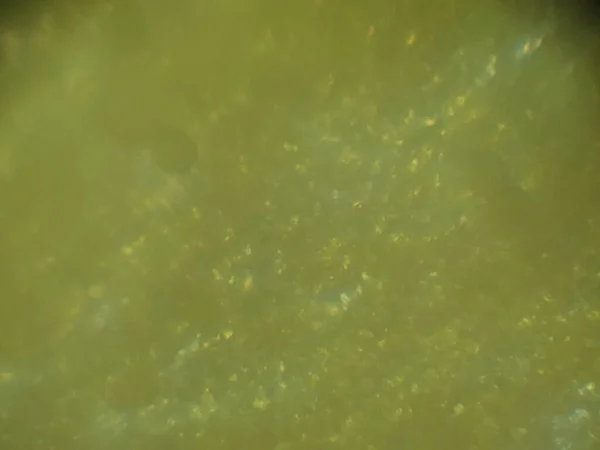 Fotografia Mikroskopowa Tkanki Owadów — Zdjęcie stockowe