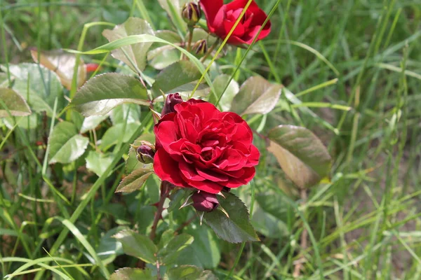 Květiny Rostly Létě Zahradě Vesnici — Stock fotografie