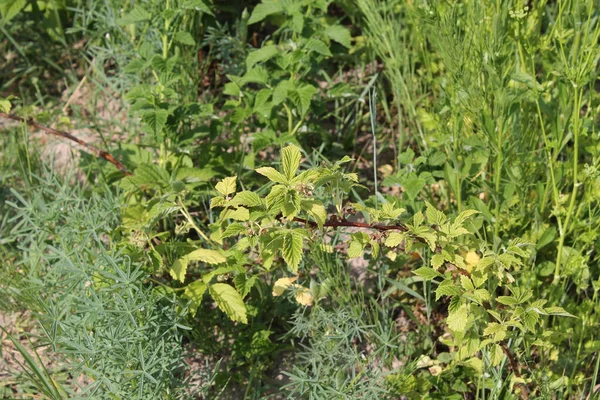 Verdure Fresche Coltivate Giardino Estate Villaggio — Foto Stock