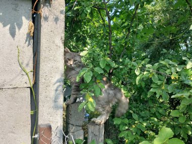 Yaşlı gri bir kedi çitin üstünde duruyor