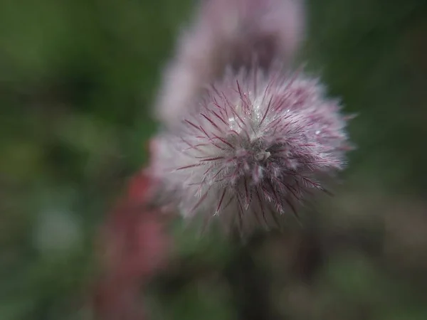 Florile Sălbatice Înflorit Într Zonă Rurală — Fotografie, imagine de stoc