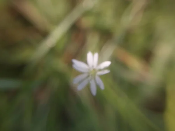 Dzikie Kwiaty Kwitły Wsi — Zdjęcie stockowe