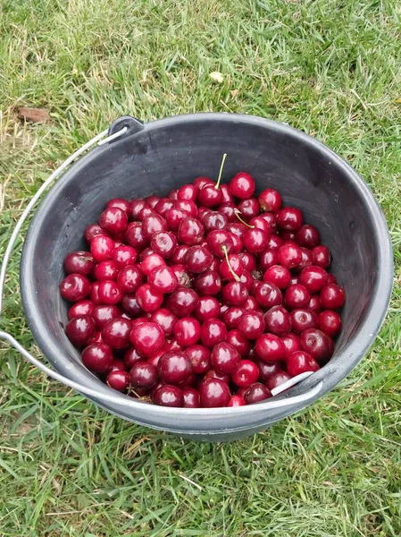 stock image Harvest berries collected in a the  bucket