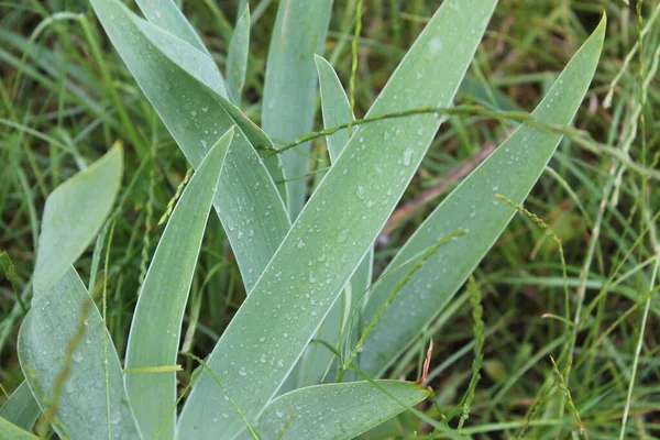 Зеленая Текстура Растения После Дождя — стоковое фото
