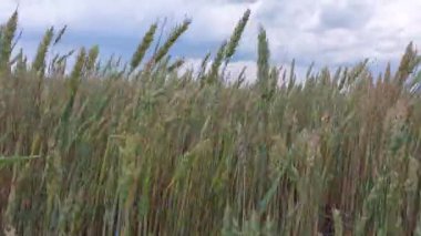 Köyde rüzgarda sallanan bir buğday tarlası