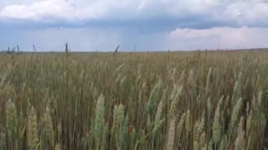 Köyde rüzgarda sallanan bir buğday tarlası