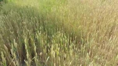 Köyde rüzgarda sallanan bir buğday tarlası