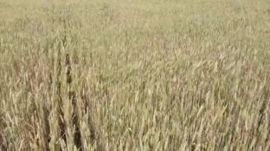 Köyde rüzgarda sallanan bir buğday tarlası