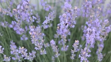 Bumblebee lavanta çiçeklerini döllüyor