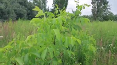 Kasırga ağaçları ve bitkileri sallıyor.