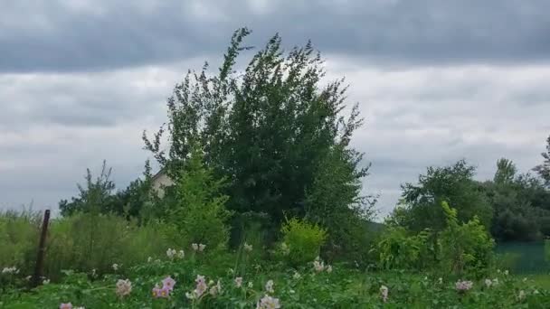Wiatr Huraganu Kołysze Rośliny Drzewa — Wideo stockowe