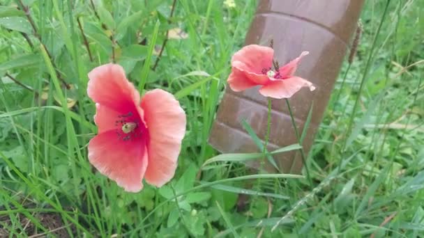 Roter Mohn Wiegt Sich Wind — Stockvideo