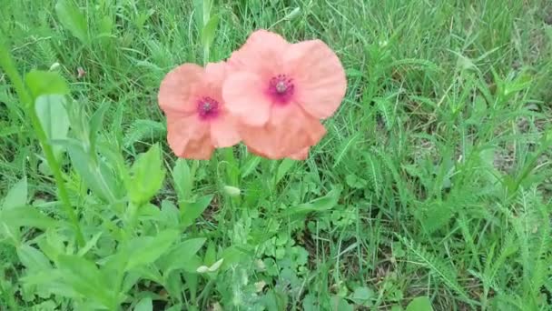 Roter Mohn Wiegt Sich Wind — Stockvideo