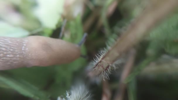 Las Babosas Arrastran Sobre Las Plantas Después Lluvia — Vídeos de Stock