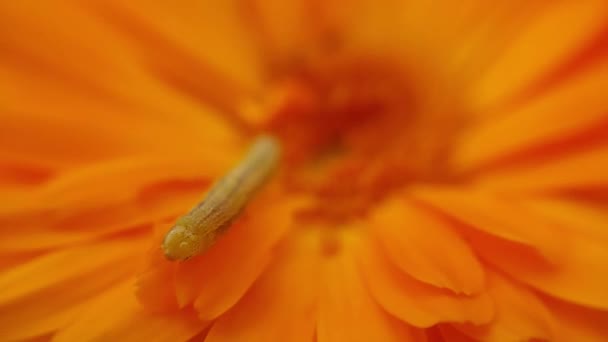 Caterpillar Crawls Flower Petal — Stock Video