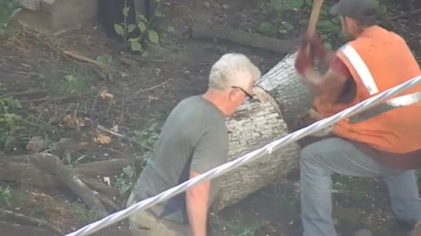 Kyiv Ukraine July 2023 Workers Carry Chop Stumps Felled Trees — Stock Video