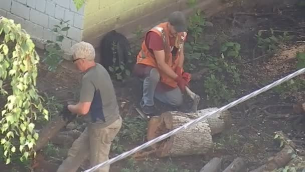 Kyiv Ukraine July 2023 Workers Carry Chop Stumps Felled Trees — Stock Video