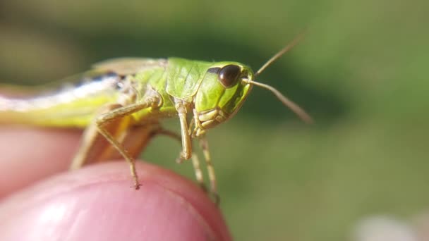 Grön Gräshoppa Mänsklig Hand — Stockvideo