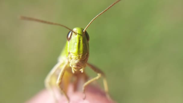 Grön Gräshoppa Mänsklig Hand — Stockvideo