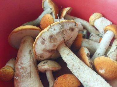 Ormandaki yenilebilir mantarlar boletus, boletus ve boletus.